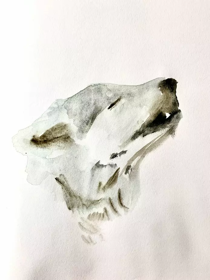a watercolour illustration of a wolf howling 